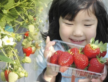 【1月~5月】いちご狩り