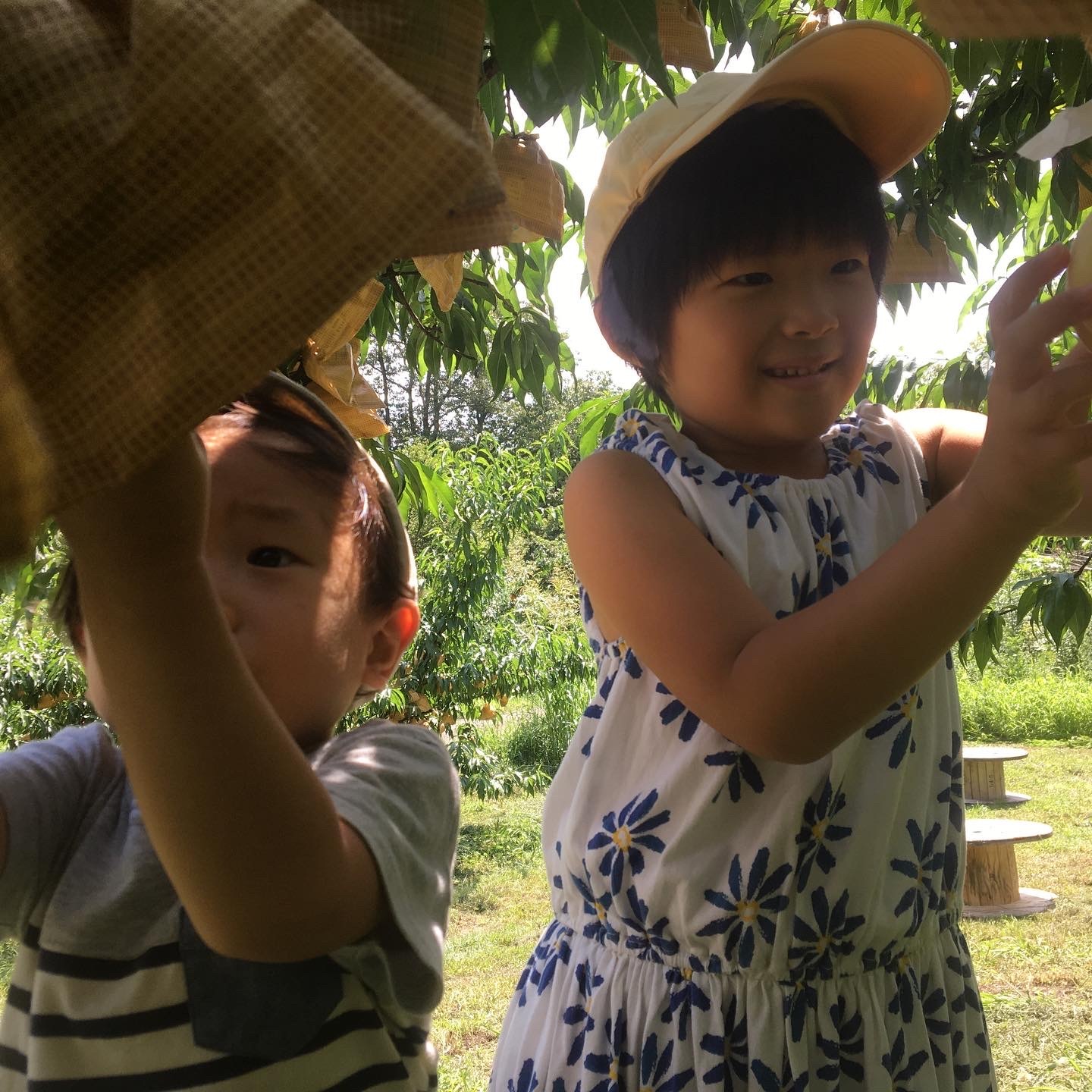 ?今季桃狩り受付終了します。ありがとうございました?